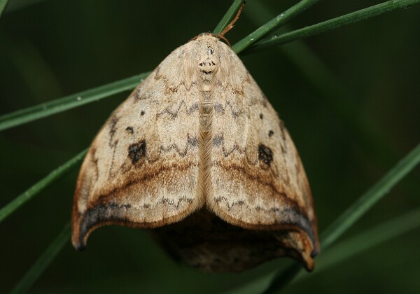 Wycinka sierpianka Wycinka sierpianka [Drepana falcataria]