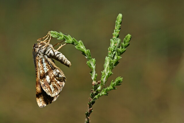 Poproch cetyniak [Bupalus piniaria]