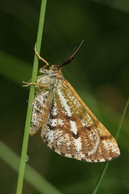 Poproch cetyniak [Bupalus piniaria]
