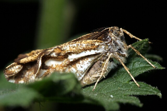 Poproch cetyniak [Bupalus piniaria]