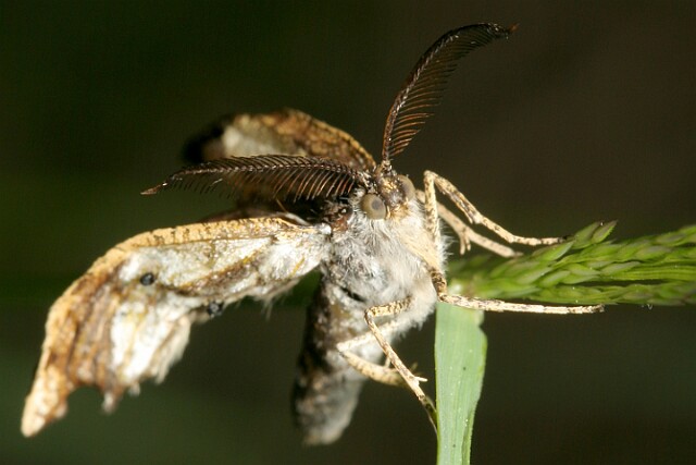 Poproch cetyniak [Bupalus piniaria]