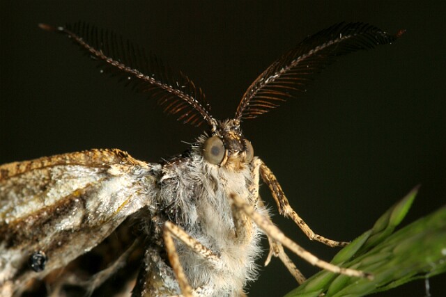 Poproch cetyniak [Bupalus piniaria]