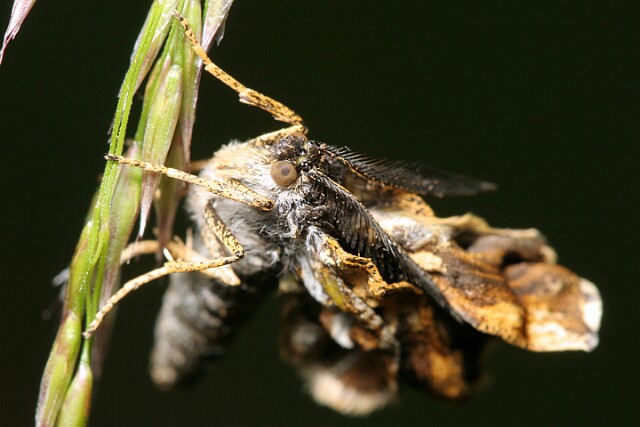 Poproch cetyniak [Bupalus piniaria]