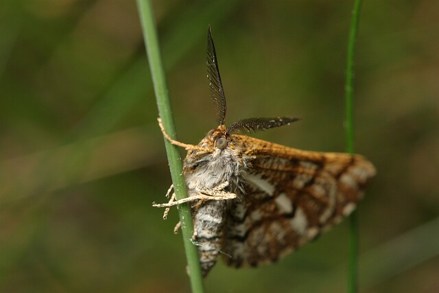 Poproch cetyniak [Bupalus piniaria]