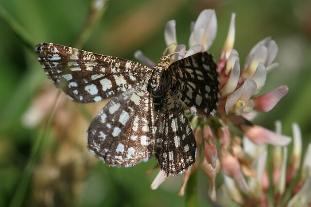 Witalnik naostrzak Chiasmia clathrata