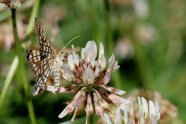 Witalnik naostrzak Chiasmia clathrata