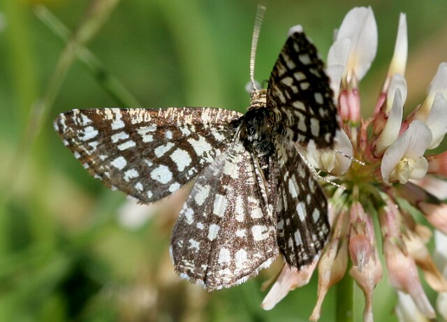 Witalnik naostrzak Chiasmia clathrata
