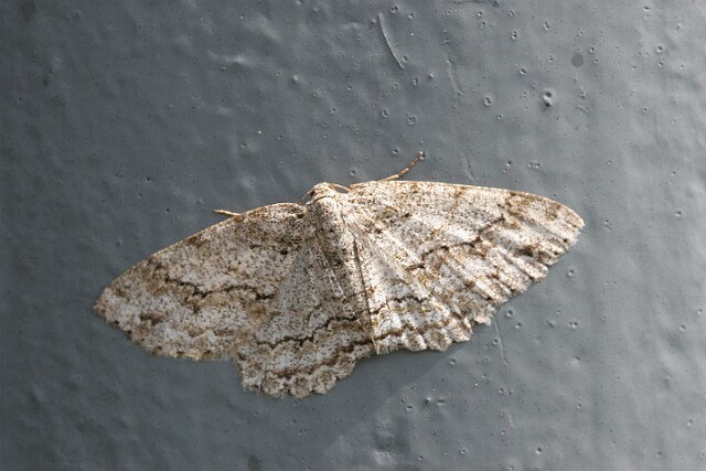 Przylepek pomrocznik [Ectropis crepuscularia]