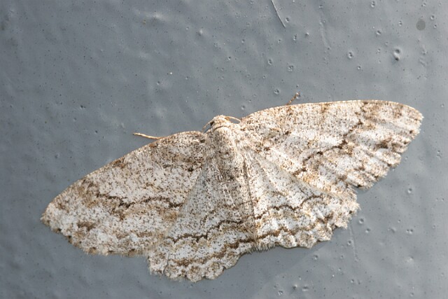 Przylepek pomrocznik [Ectropis crepuscularia]