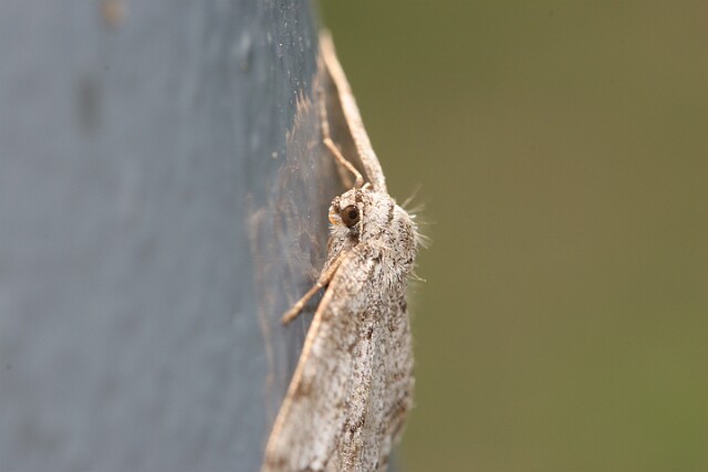 Przylepek pomrocznik [Ectropis crepuscularia]