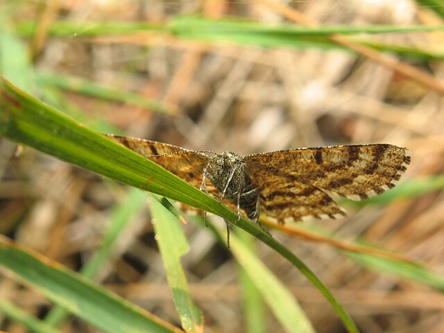 Poproch pylinkowiak [Ematurga atomaria]