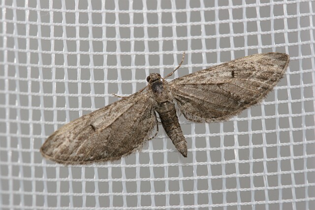 Grotnik nierysek [Eupithecia innotata]