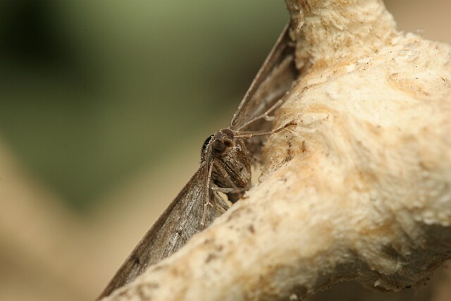 Grotnik nierysek [Eupithecia innotata]