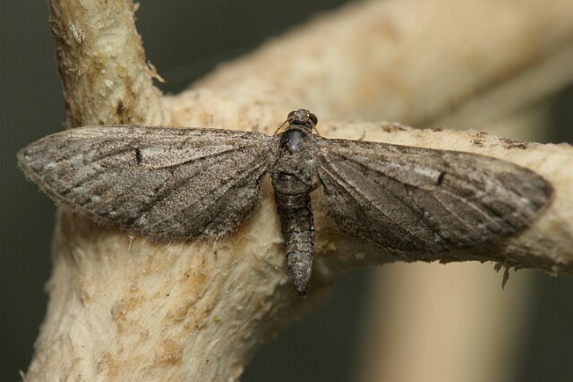 Grotnik nierysek [Eupithecia innotata]