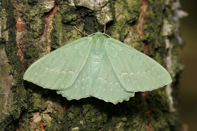 Miernik zieleniak [Geometra papilionaria]