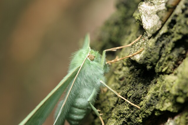 Miernik zieleniak [Geometra papilionaria]