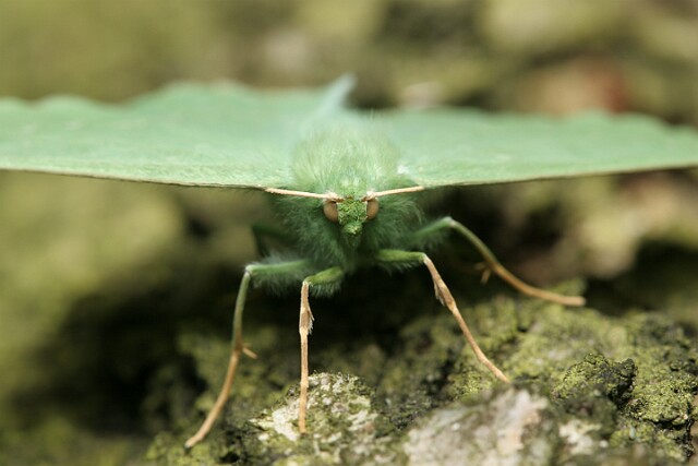 Miernik zieleniak [Geometra papilionaria]