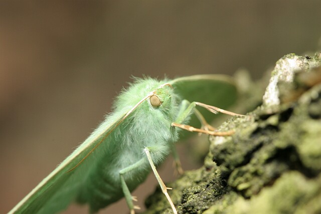 Miernik zieleniak [Geometra papilionaria]