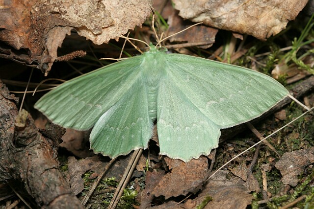 Miernik zieleniak [Geometra papilionaria]
