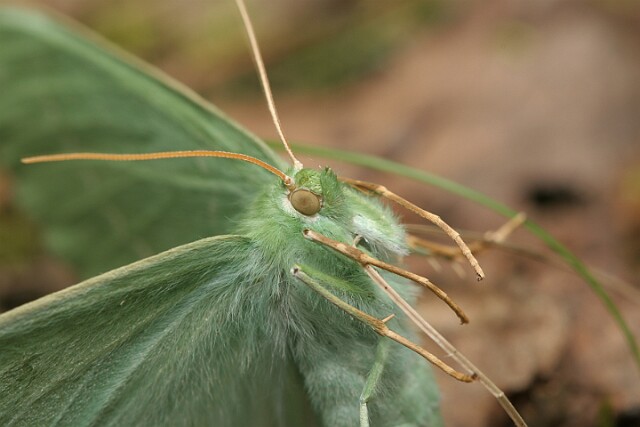 Miernik zieleniak [Geometra papilionaria]