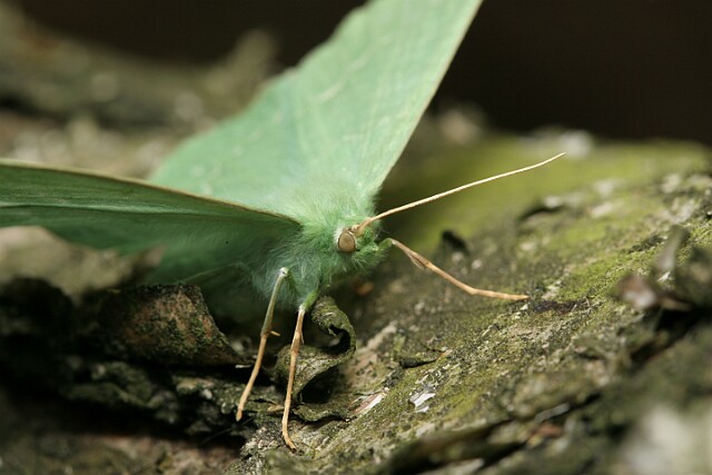 Miernik zieleniak [Geometra papilionaria]