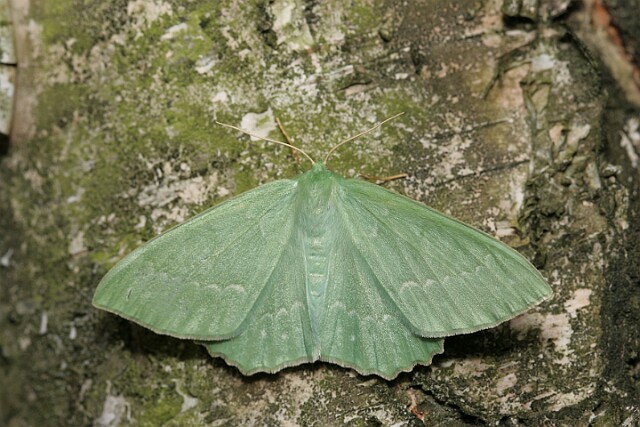 Miernik zieleniak [Geometra papilionaria]