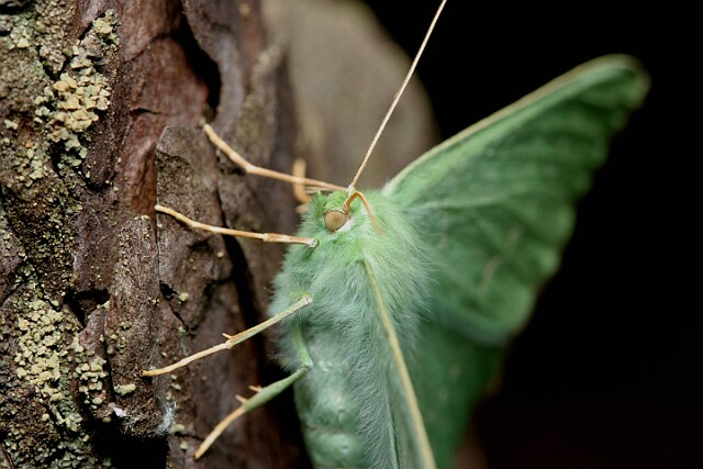 Miernik zieleniak [Geometra papilionaria]