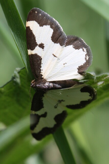 Plamiec nabuczak Lomaspilis marginata