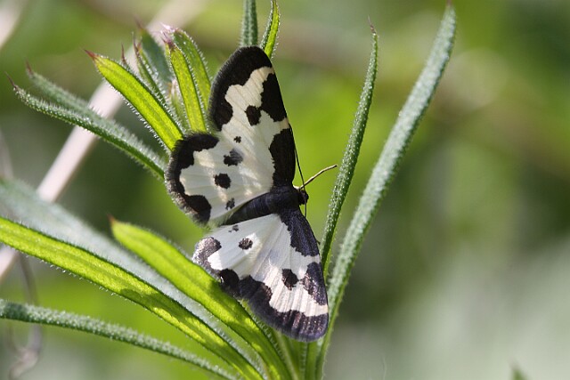 Plamiec nabuczak Lomaspilis marginata