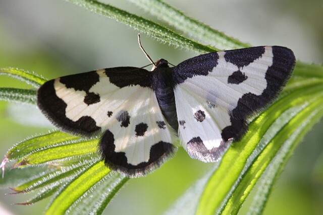 Plamiec nabuczak Lomaspilis marginata