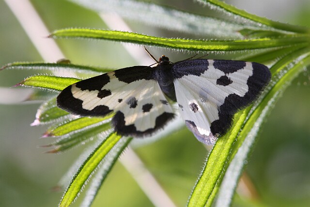Plamiec nabuczak Lomaspilis marginata