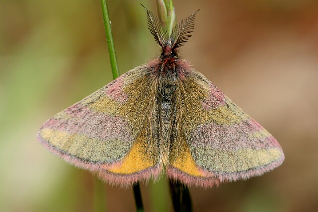 Sudamek szczawiak [Lythria cruentaria]