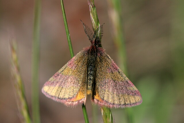 Sudamek szczawiak [Lythria cruentaria]