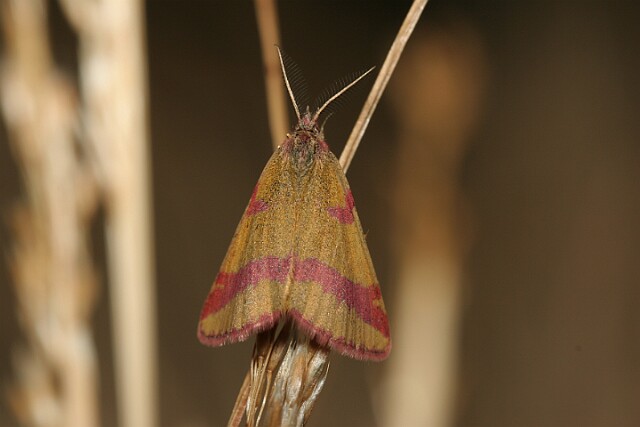 Sudamek szczawiak [Lythria cruentaria]