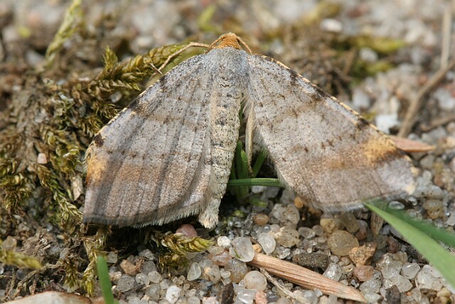 Witalnik sosnowiak [Macaria liturata]