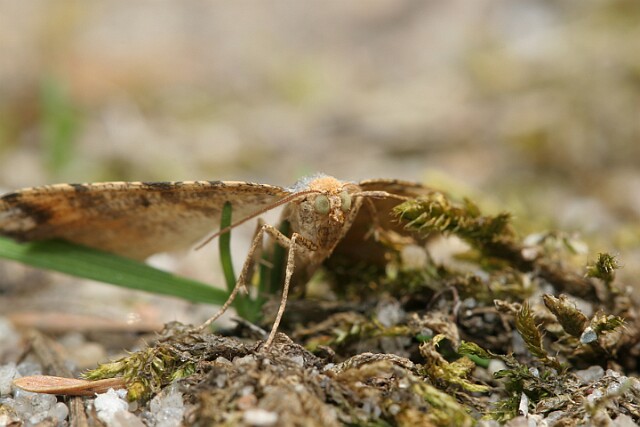 Witalnik sosnowiak [Macaria liturata]