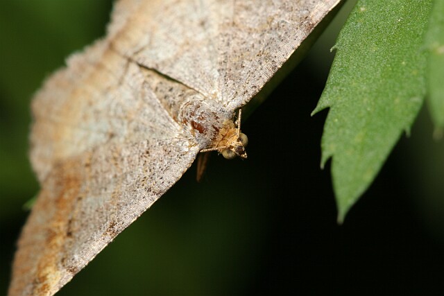 Witalnik sosnowiak [Macaria liturata]