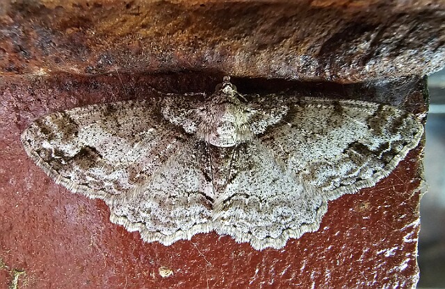 Paradarisa consonaria – Paśnik zgodniak