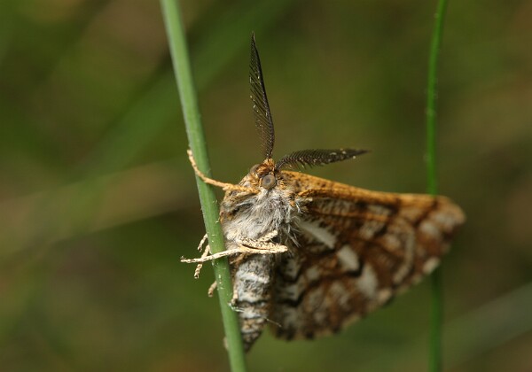 Poproch cetyniak Poproch cetyniak [Bupalus piniaria]