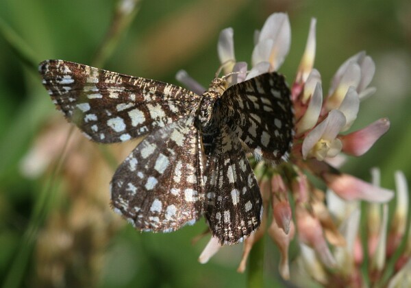 Witalnik naostrzak Witalnik naostrzak Chiasmia clathrata