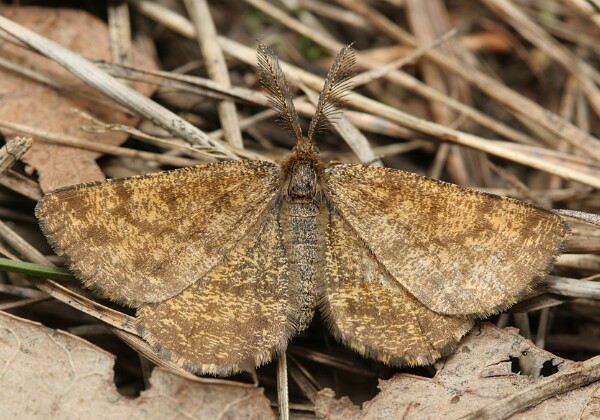 Poproch pylinkowiak Poproch pylinkowiak [Ematurga atomaria]