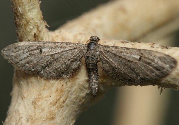 Grotnik nierysek Grotnik nierysek [Eupithecia innotata]