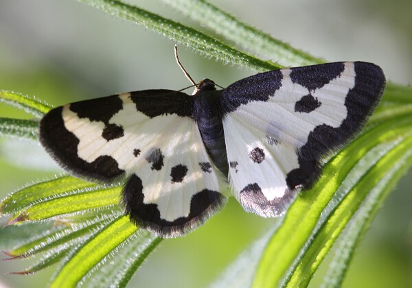 Plamiec nabuczak Plamiec nabuczak Lomaspilis marginata