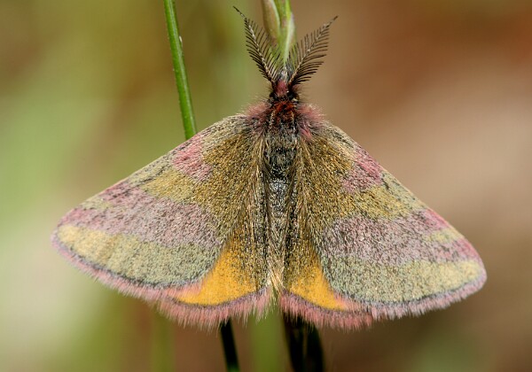 Sudamek szczawiak Sudamek szczawiak [Lythria cruentaria]