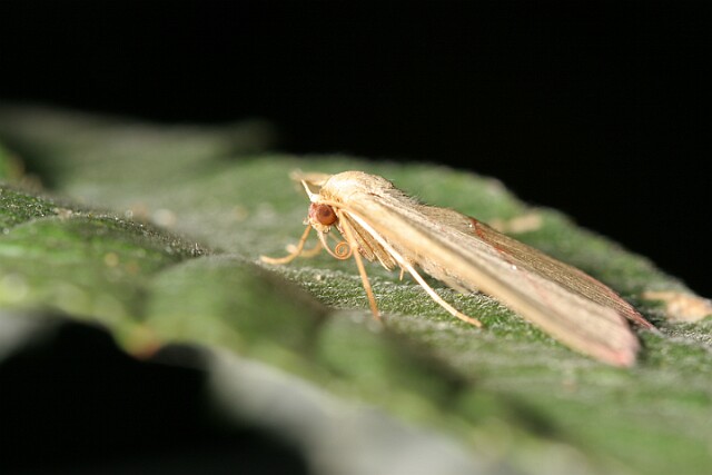 Walgina rdestniak [Timandra comae]