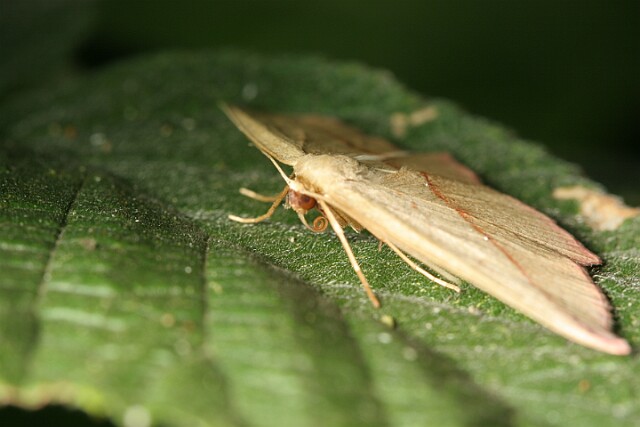 Walgina rdestniak [Timandra comae]