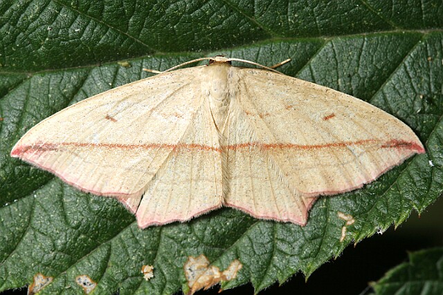 Walgina rdestniak [Timandra comae]