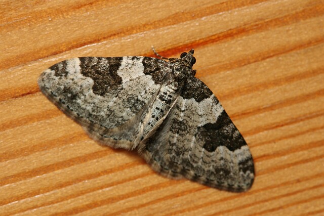 Paśnik chrzaniak [Xanthorhoe fluctuata]