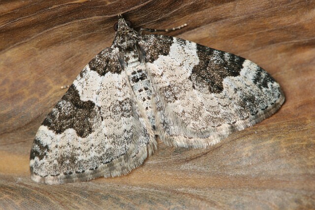 Paśnik chrzaniak [Xanthorhoe fluctuata]