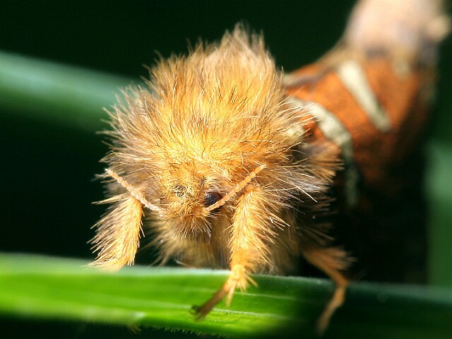 Krótkowąs paprotnik [Phymatopus hecta]